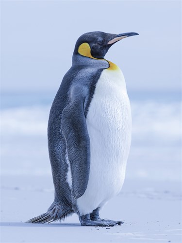 Grand Emperor - Martin Zwick