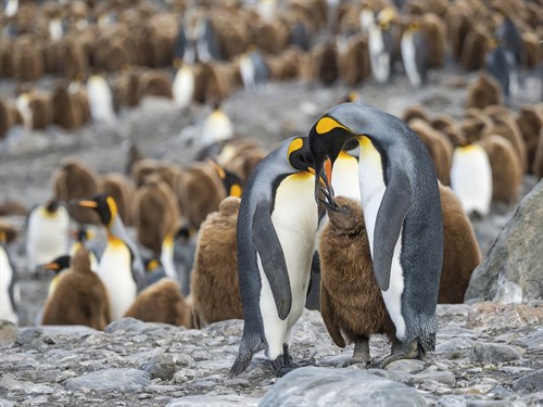 Penguin Family - Martin Zwick