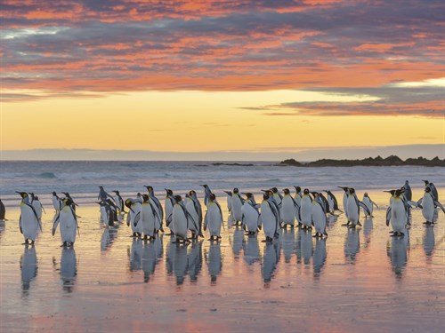 Penguin Procession - Martin Zwick
