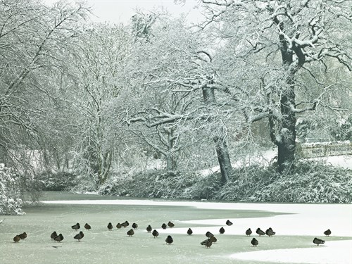 Winter's Pond - Assaf Frank