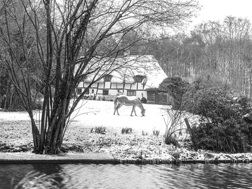 Winter's Glade - Assaf Frank
