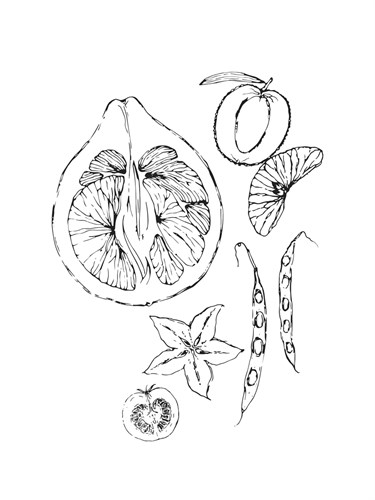 Foraged Fruitage - Maria Mendez
