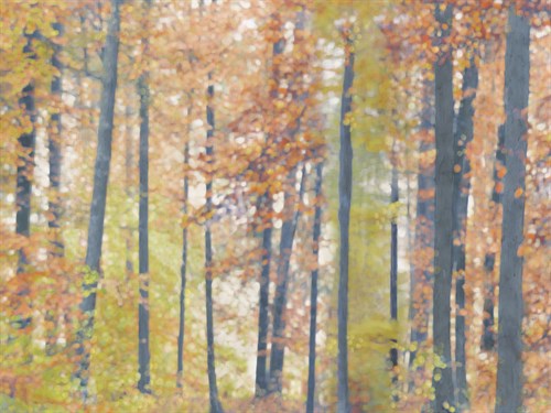 Fall Forest - Luminous - Midori Greyson