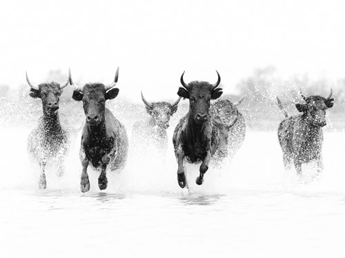 Cattle Caper - Tim Mannakee