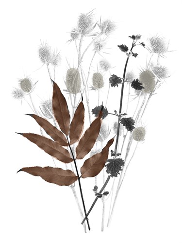 Forest Finds - Harvest - Collezione Botanica
