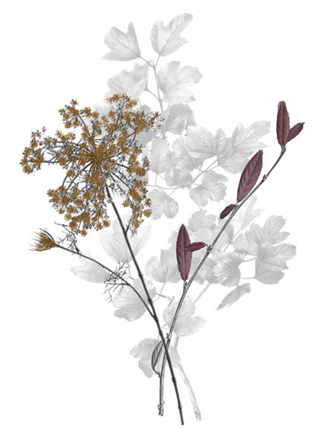 Forest Finds - Gather  - Collezione Botanica