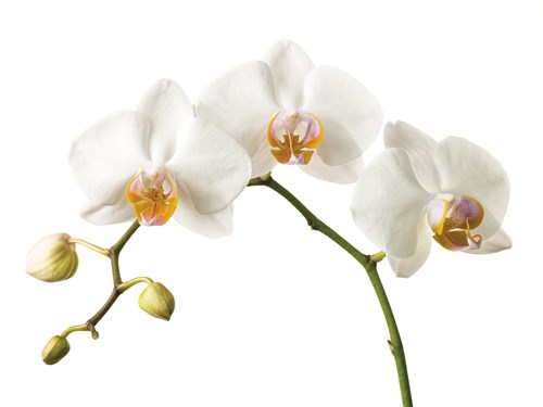Floral Zest - Assaf Frank