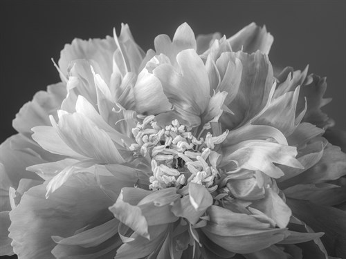 Floret Focus - Assaf Frank