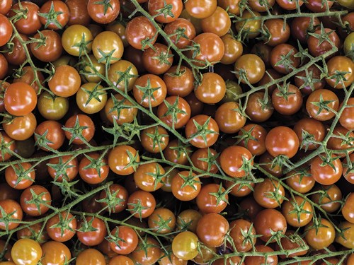 Farmers Fare - Tomatoes - Assaf Frank