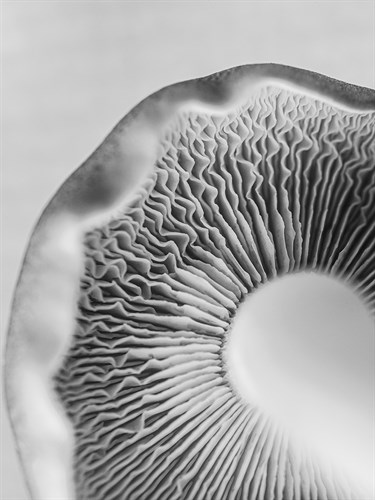 Funghi Focus - Assaf Frank