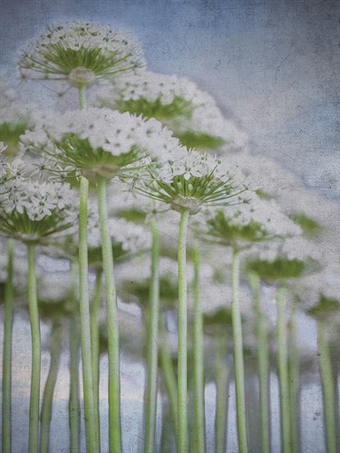 Allium Lavender - Assaf Frank