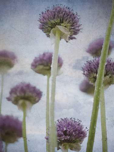 Allium Violet - Assaf Frank
