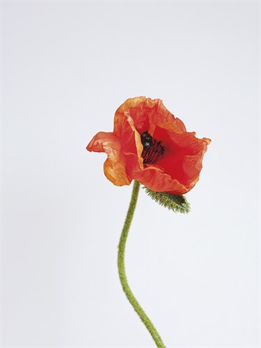 Singular Poppy - Grace - Sarah Hart Morgan