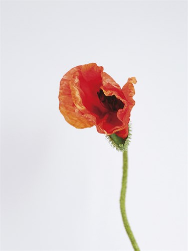 Singular Poppy - Poise - Sarah Hart Morgan