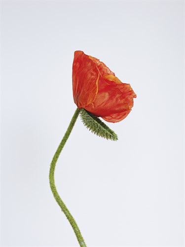 Singular Poppy - Style - Sarah Hart Morgan