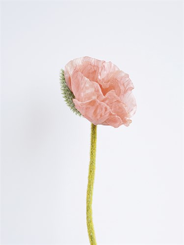 Solo Bloom - Thrive - Sarah Hart Morgan