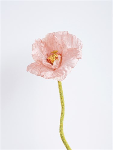 Solo Bloom - Grow - Sarah Hart Morgan