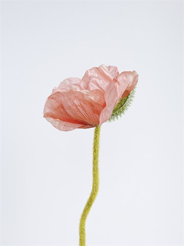Solo Bloom - Prosper - Sarah Hart Morgan