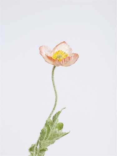 Single Flourish - Rise - Sarah Hart Morgan