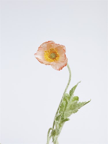 Single Flourish - Shoot - Sarah Hart Morgan