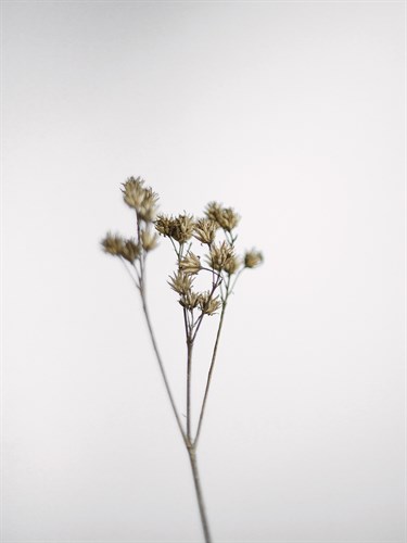 Dried Nature - Bend - Sarah Hart Morgan