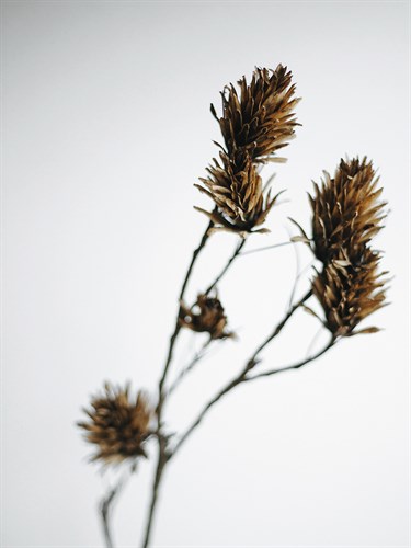 Dried Bud - Waver - Sarah Hart Morgan