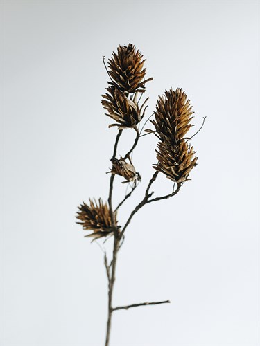 Dried Bud - Lean - Sarah Hart Morgan