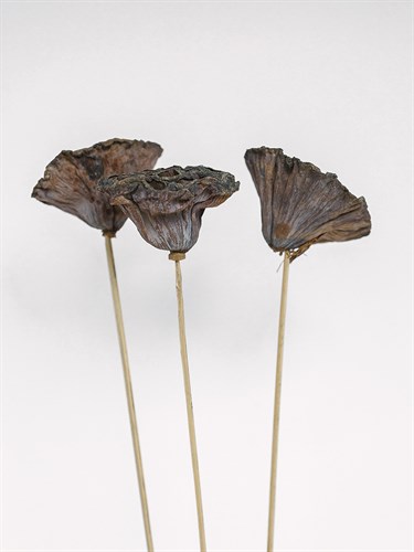 Dried Bud - Weave - Sarah Hart Morgan