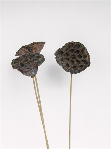 Dried Bud - Wave - Sarah Hart Morgan