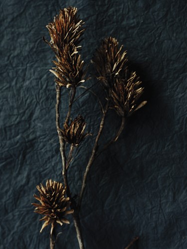 Rustic Nature - Collect - Sarah Hart Morgan