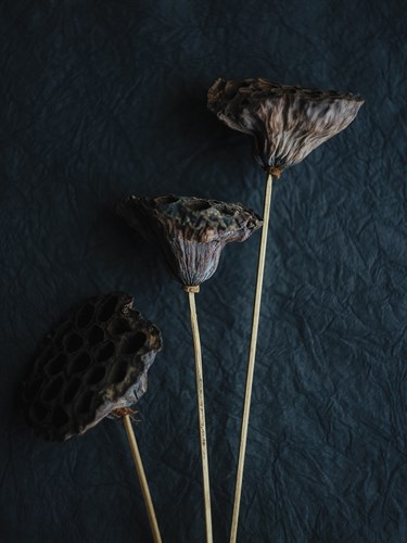 Rustic Nature - Cluster - Sarah Hart Morgan