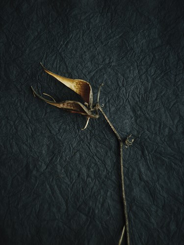 Rustic Nature - Pick - Sarah Hart Morgan