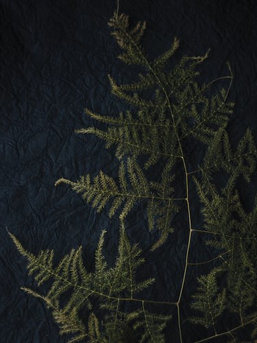 Rustic Nature - Harvest - Sarah Hart Morgan