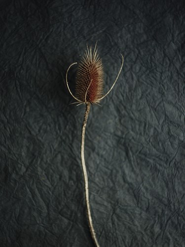 Rustic Nature - Take - Sarah Hart Morgan