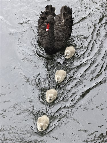 Swim Along - Nathan Secker