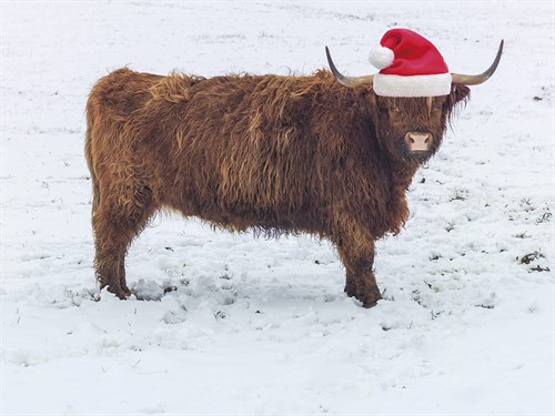 Festive Cattle - Assaf Frank