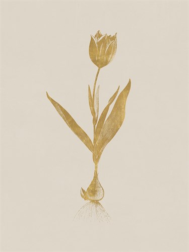 Tulipa Suaveolens - Luxe - Pierre Joseph Redoute