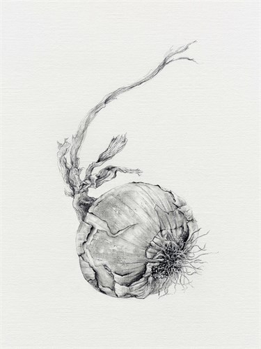 Vegetable Patch - Onion - Janie Howe