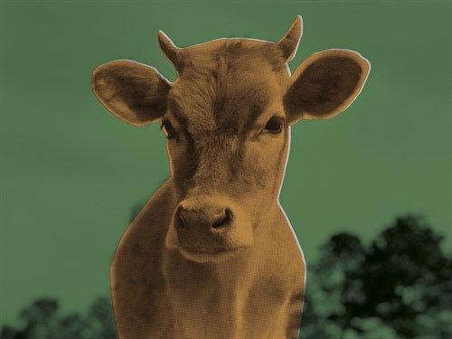 Pop Cattle - Sage - Eccentric Accents