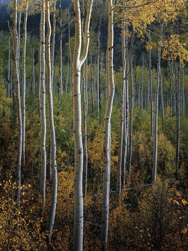 Stand Tall - Joe Cornish