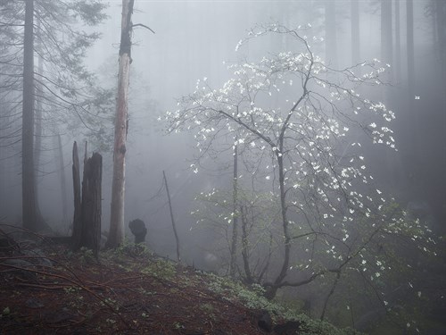 Defiance - Joe Cornish
