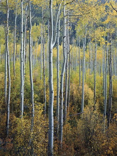 Family Tree - Joe Cornish