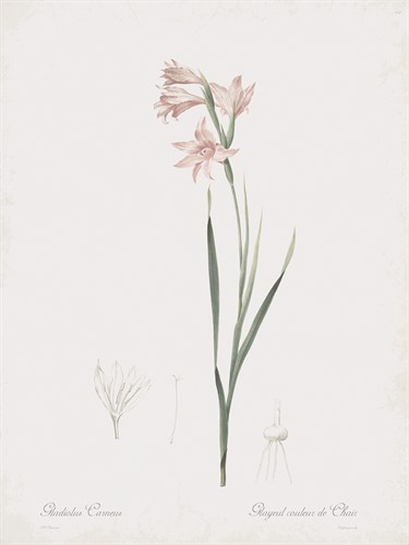 Gladiolus Carneus - Pierre Joseph Redoute