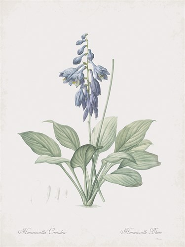 Hosta Ventricosa - Pierre Joseph Redoute