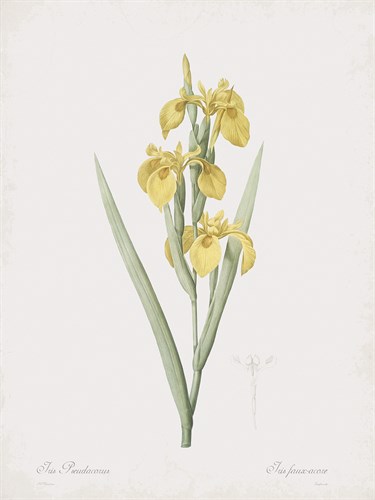 Iris Pseudacorus - Pierre Joseph Redoute