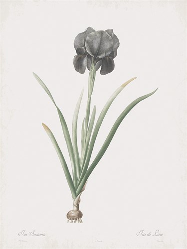 Iris Susiana - Pierre Joseph Redoute