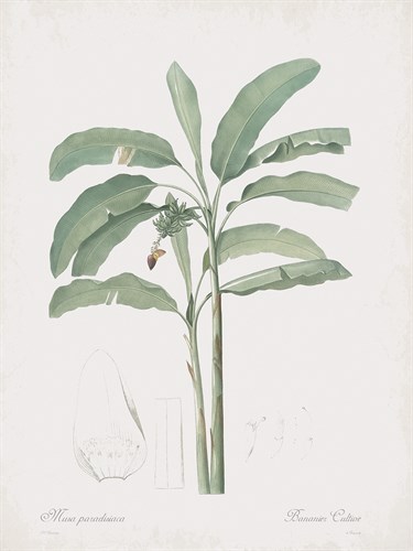 Musa Paradisiaca - Pierre Joseph Redoute