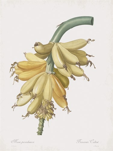 Musa Paradisiaca Flos - Pierre Joseph Redoute