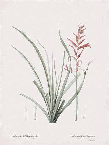 Pitcairnia Angustifolia - Pierre Joseph Redoute