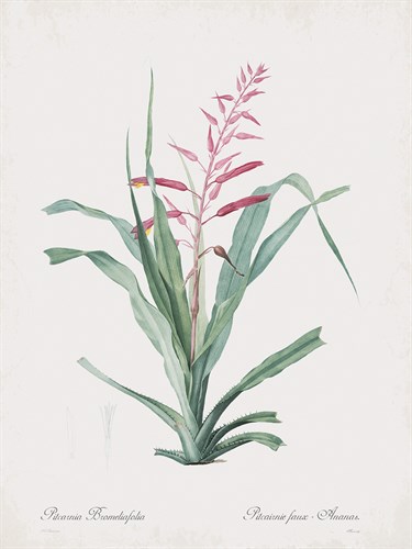 Pitcairnia Bromeliifolia - Pierre Joseph Redoute